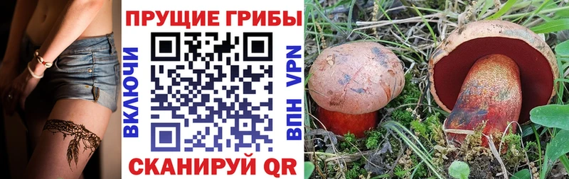 Псилоцибиновые грибы Psilocybine cubensis  Нефтегорск 